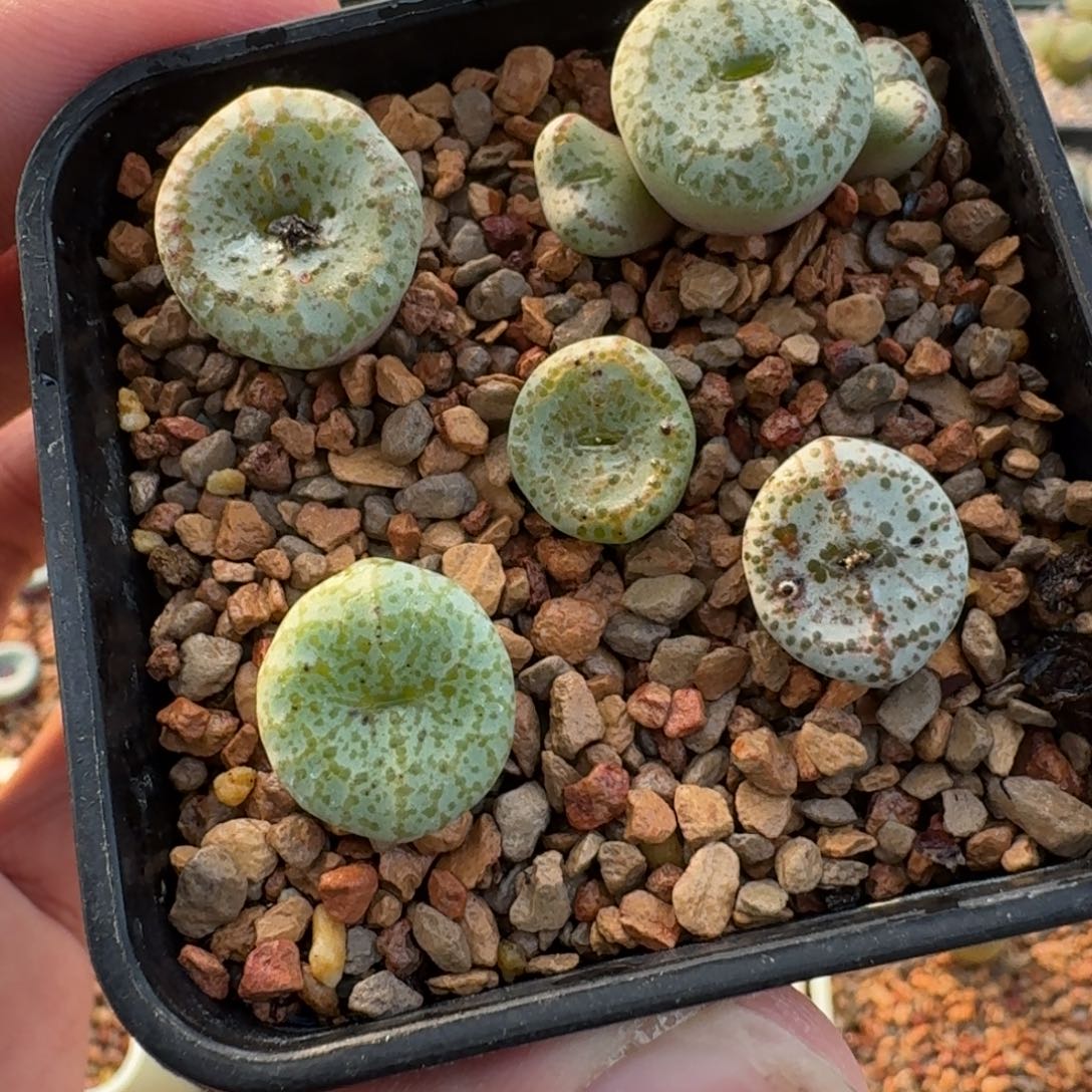 云缦精品番杏30.31 火龙果安贞