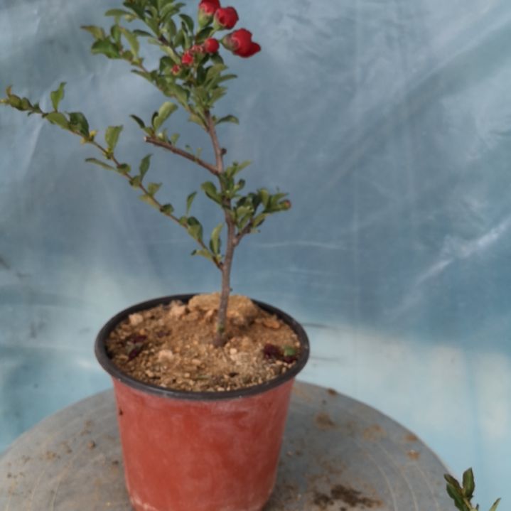 用****4八重咲长寿梅深红色