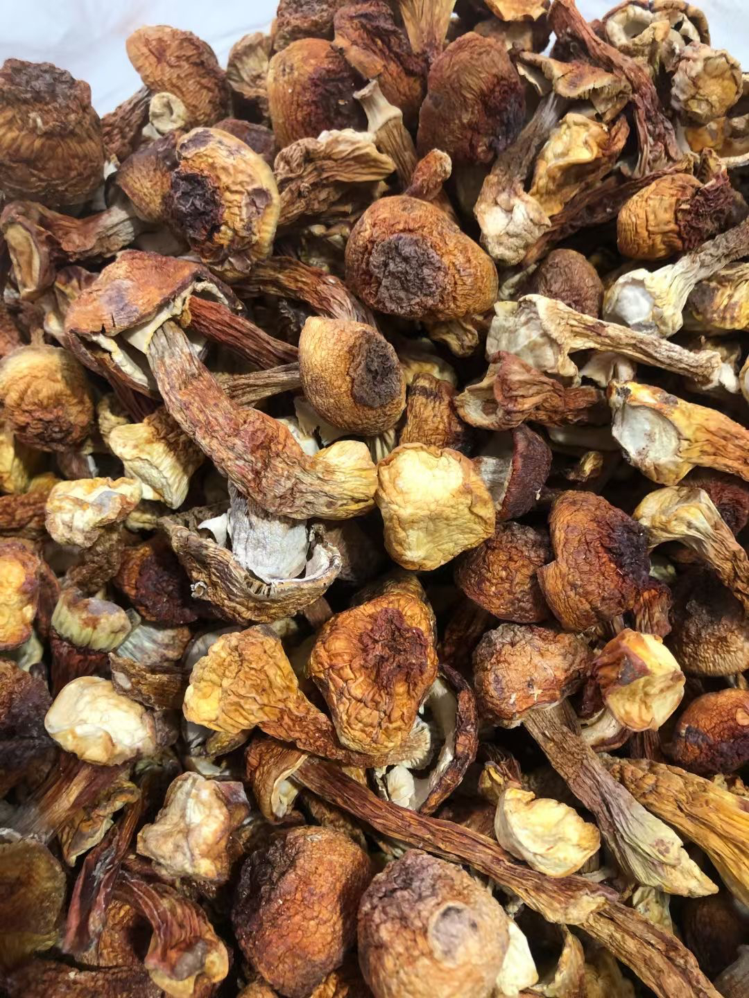 16-17只二斤母加二斤公