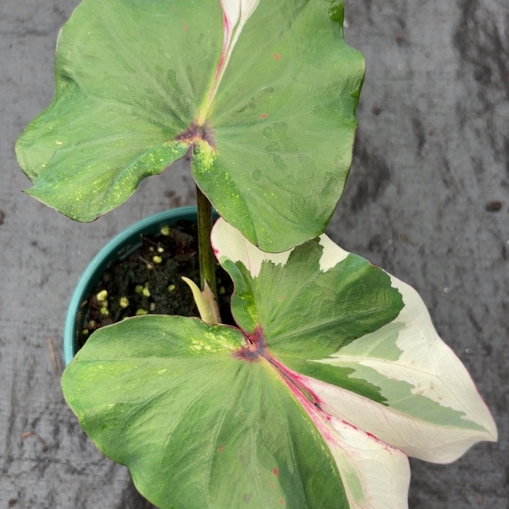 完全开放泰国彩叶芋