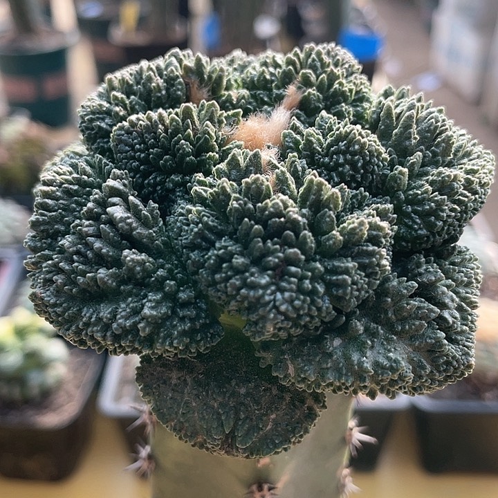 仙人球袖蒲接哥斯拉8.5公分73