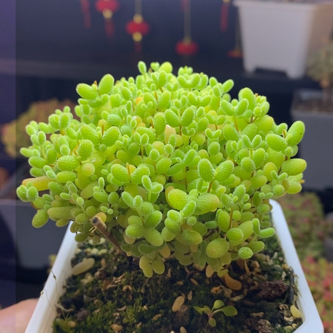 86号蜜橘糖球枝干多肉