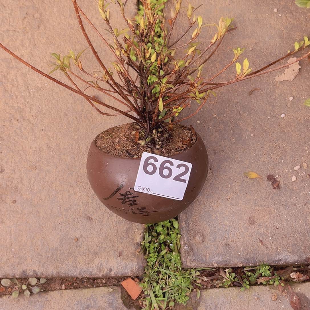 红陶直播时间一直一个