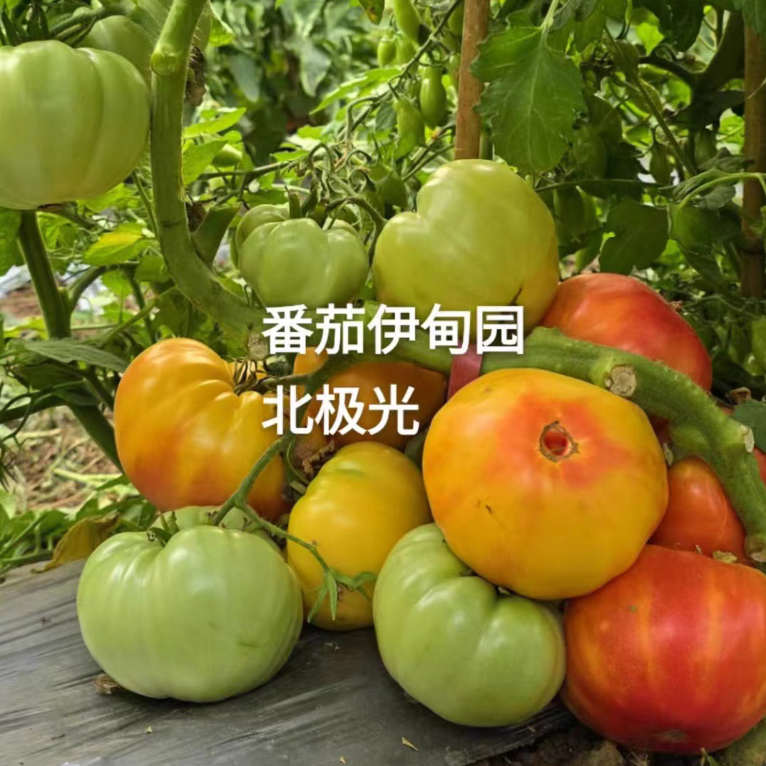 76 北极光 northern lights  tomato（5粒种子）
