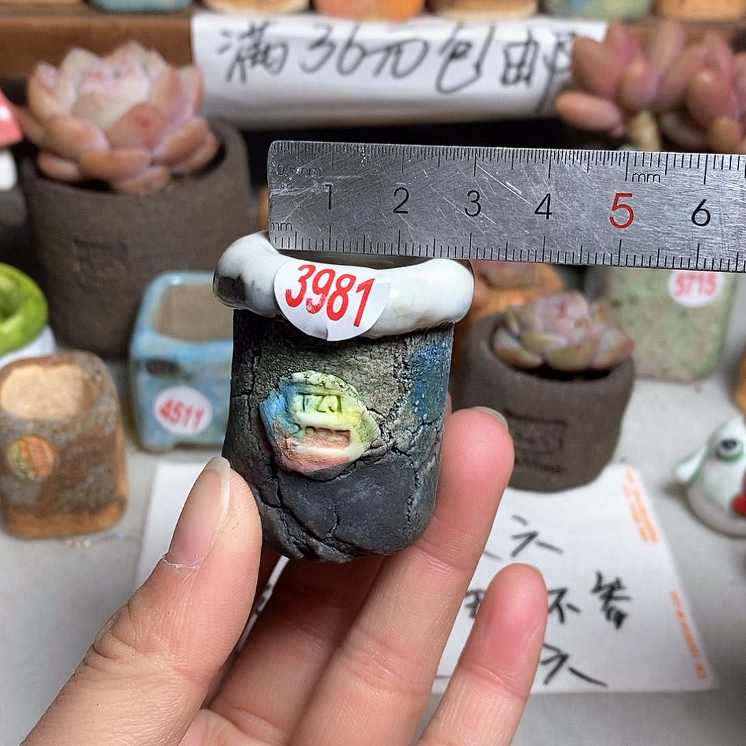 红陶拍5送一个小