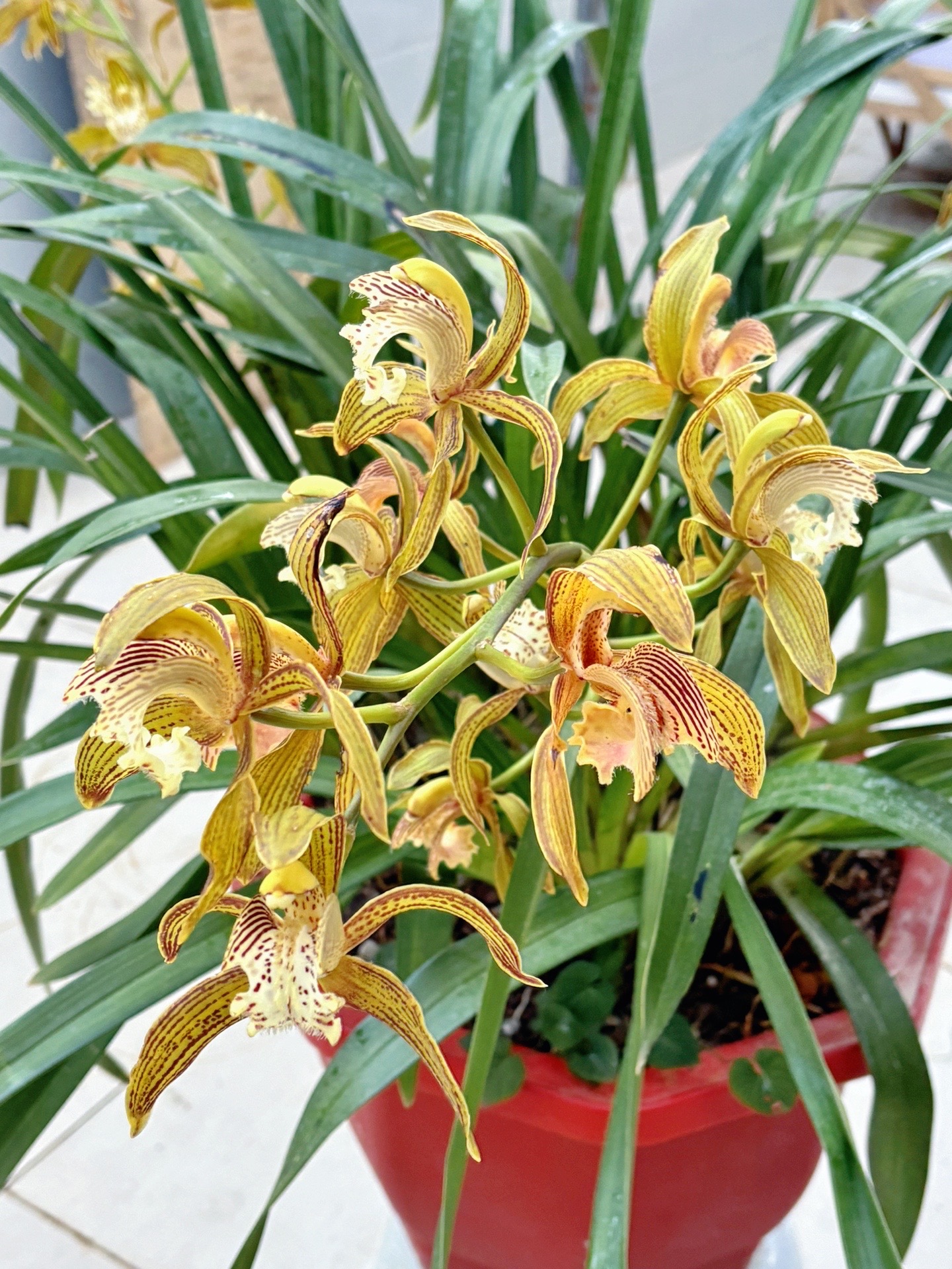 云南虎头兰  藏香虎头  白天鹅  大黄素  