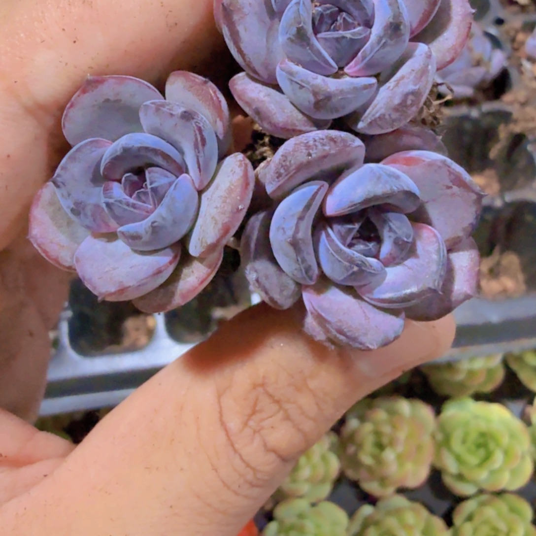 黑橙三颗穴盘一组