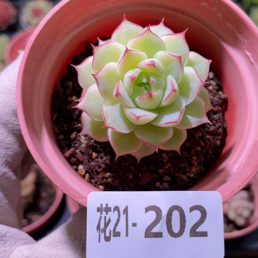 花利美21-202女王玫瑰
