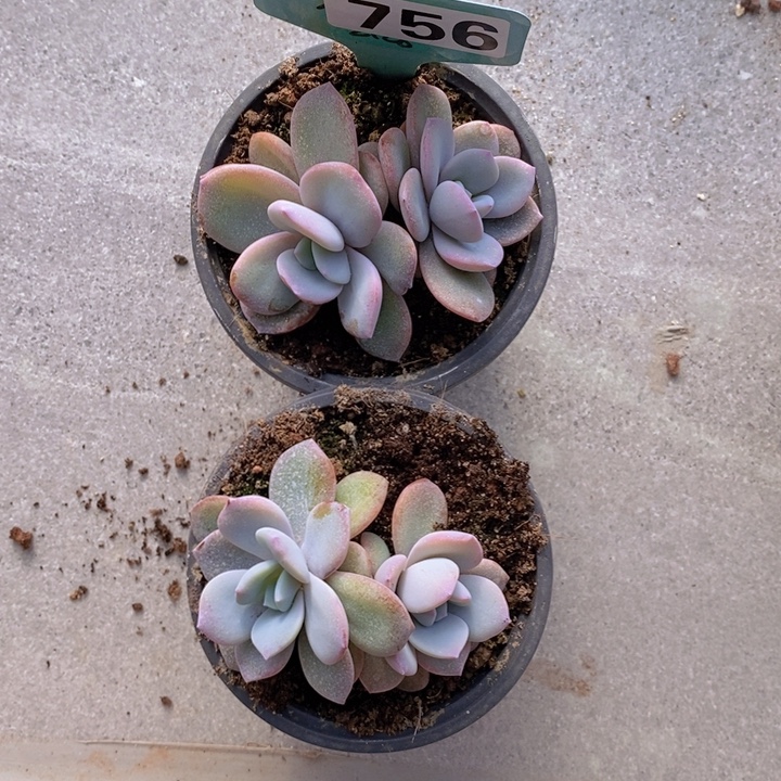 756号韩版奶茶两颗