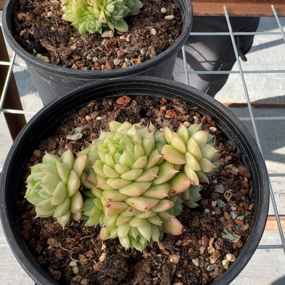 透透睫毛麦秆多肉植物