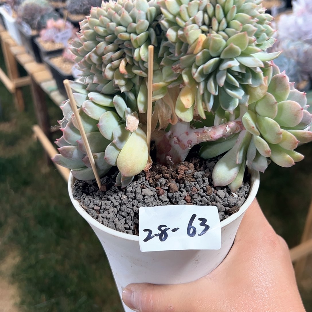 2.8-63冰魄缀化多肉