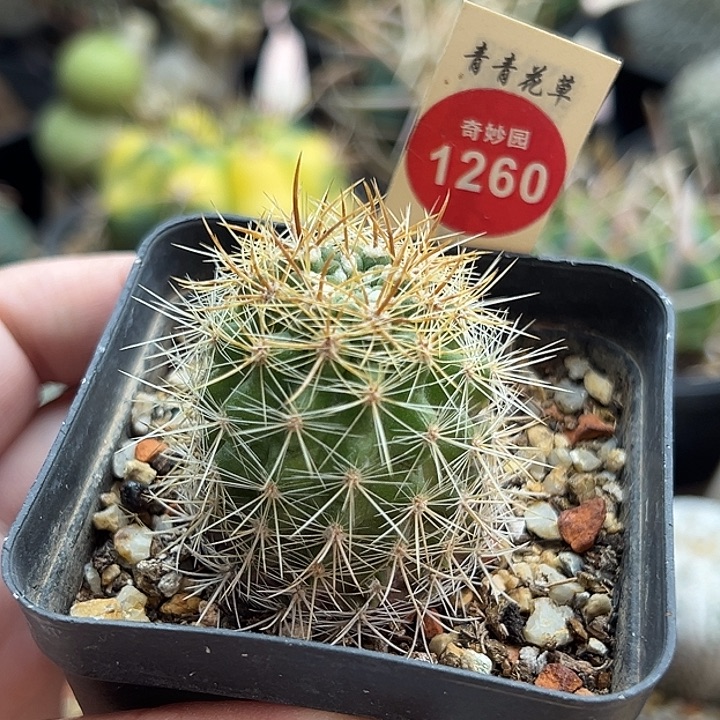 实生逆龙丸一棵3.5cm