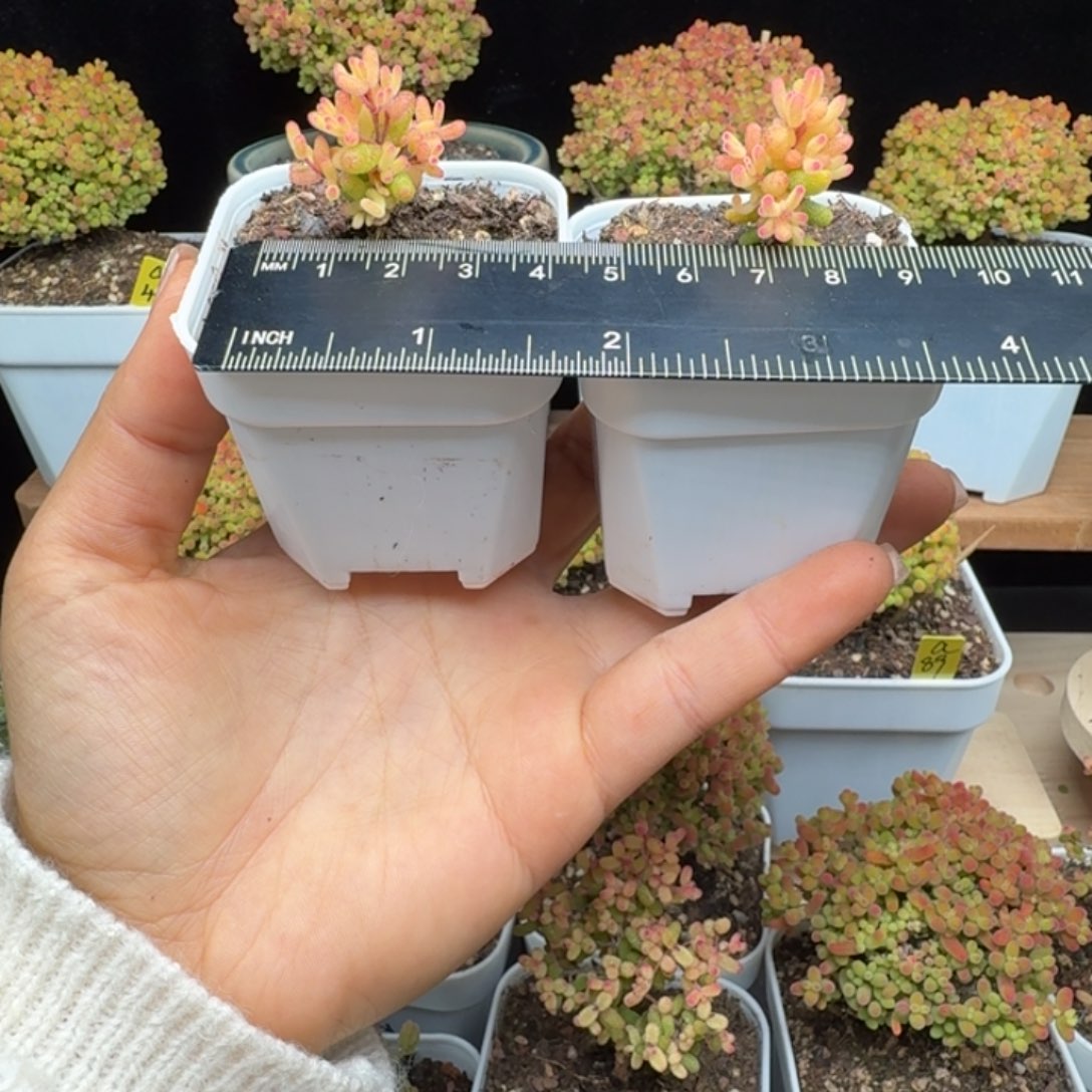 妮****妮a18号假飞机猪两棵