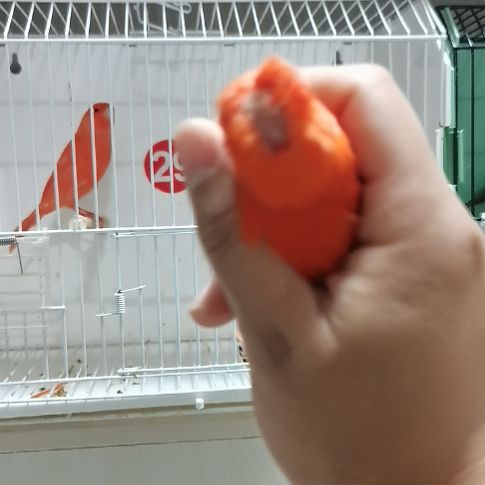 张***强虎皮鹦鹉缺毛大红袍母一只