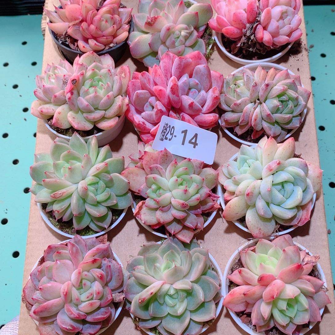 29-14一物一拍多肉带盆18颗