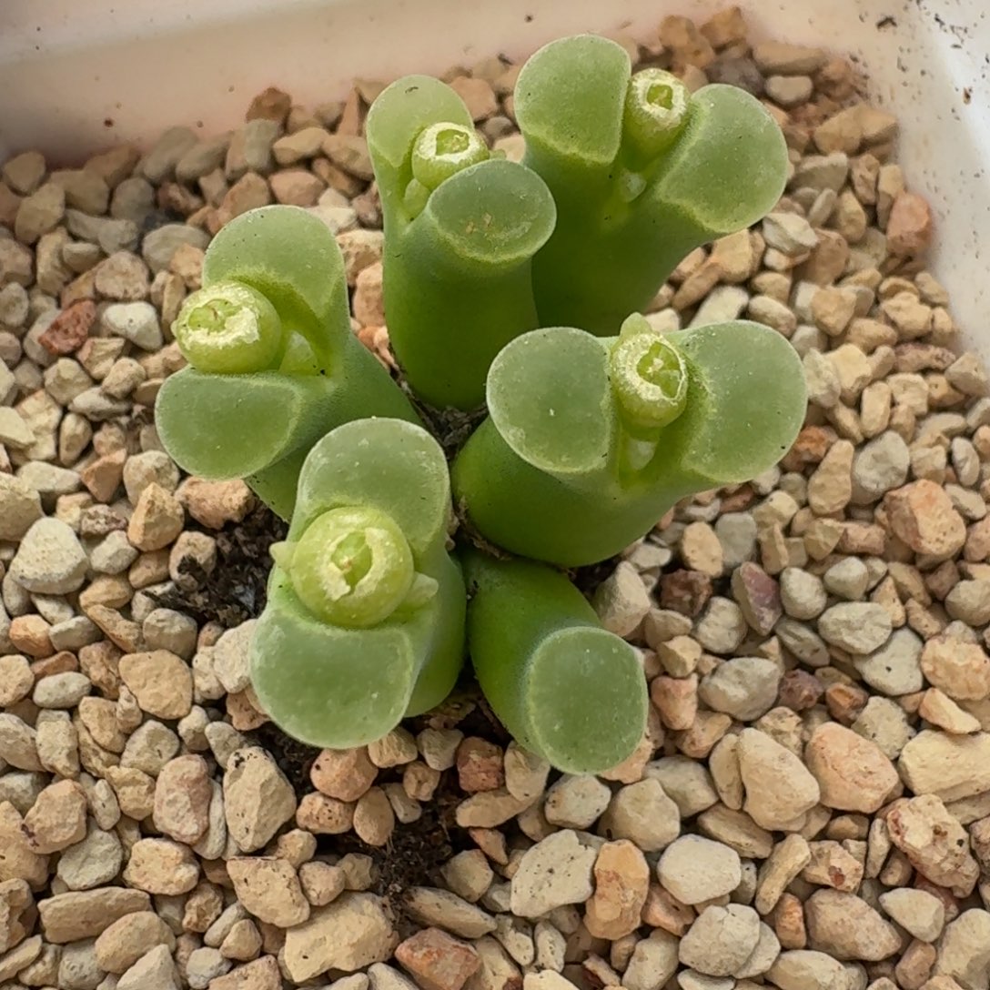 云缦精品番杏10.2 骚粉天鹅绒