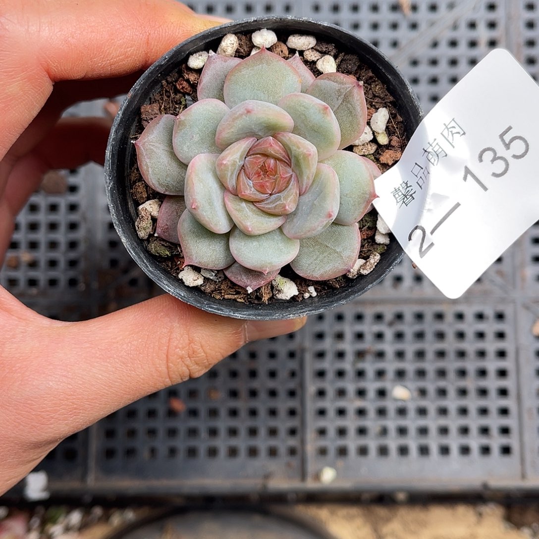 多肉一物一拍2-135