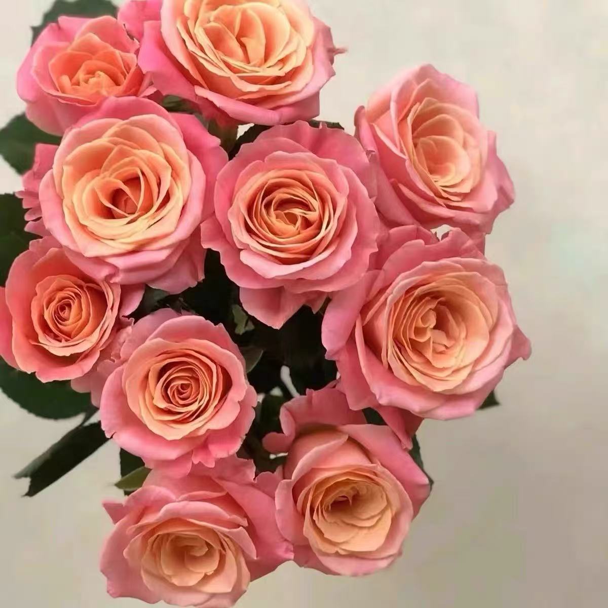 【猪猪小姐】花瓣由里到外香槟橙渐变到粉色 颜色复古高级阳台庭院