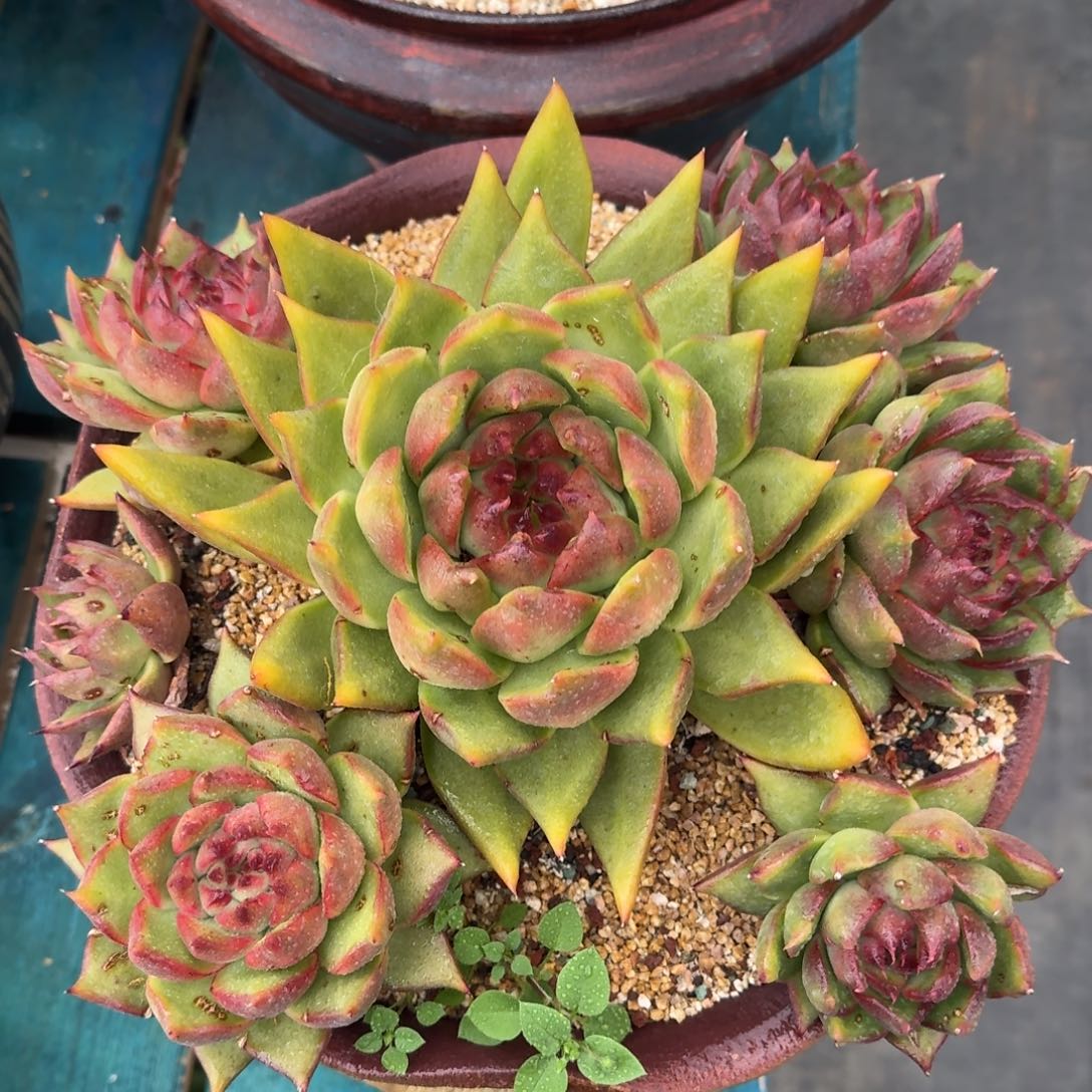 从前慢多肉精选编号0929.55555