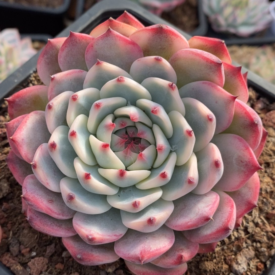 吉娃娃锦多肉植物