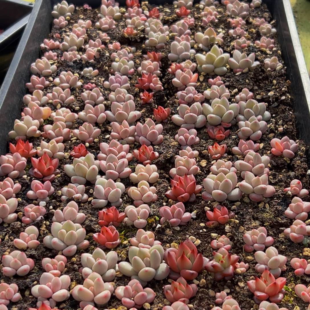 532的最后一天了啊我的天啊