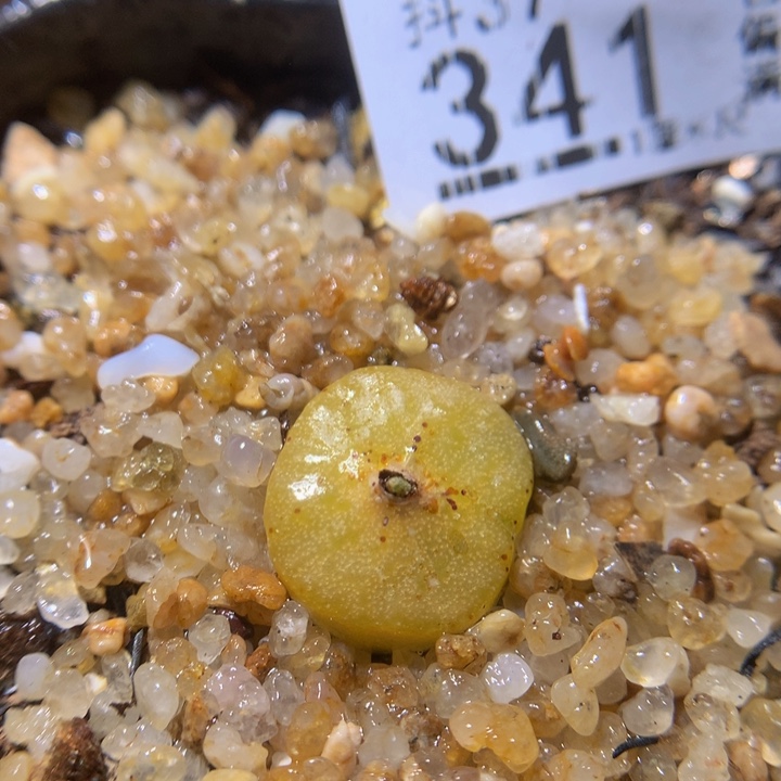 精品生石花37.341烧麦