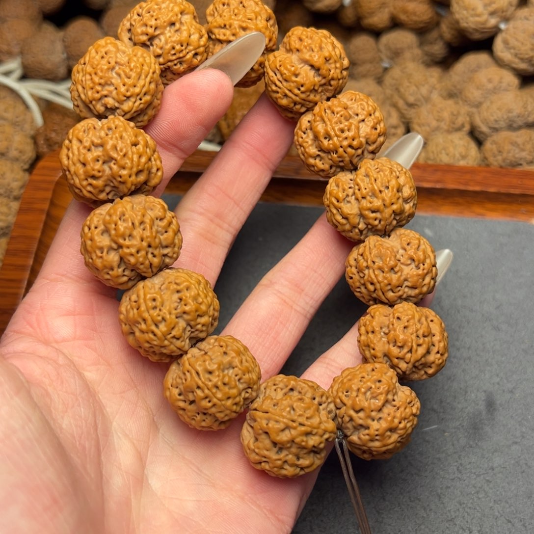 菩提7号尼泊尔大金刚22梅花蜂王