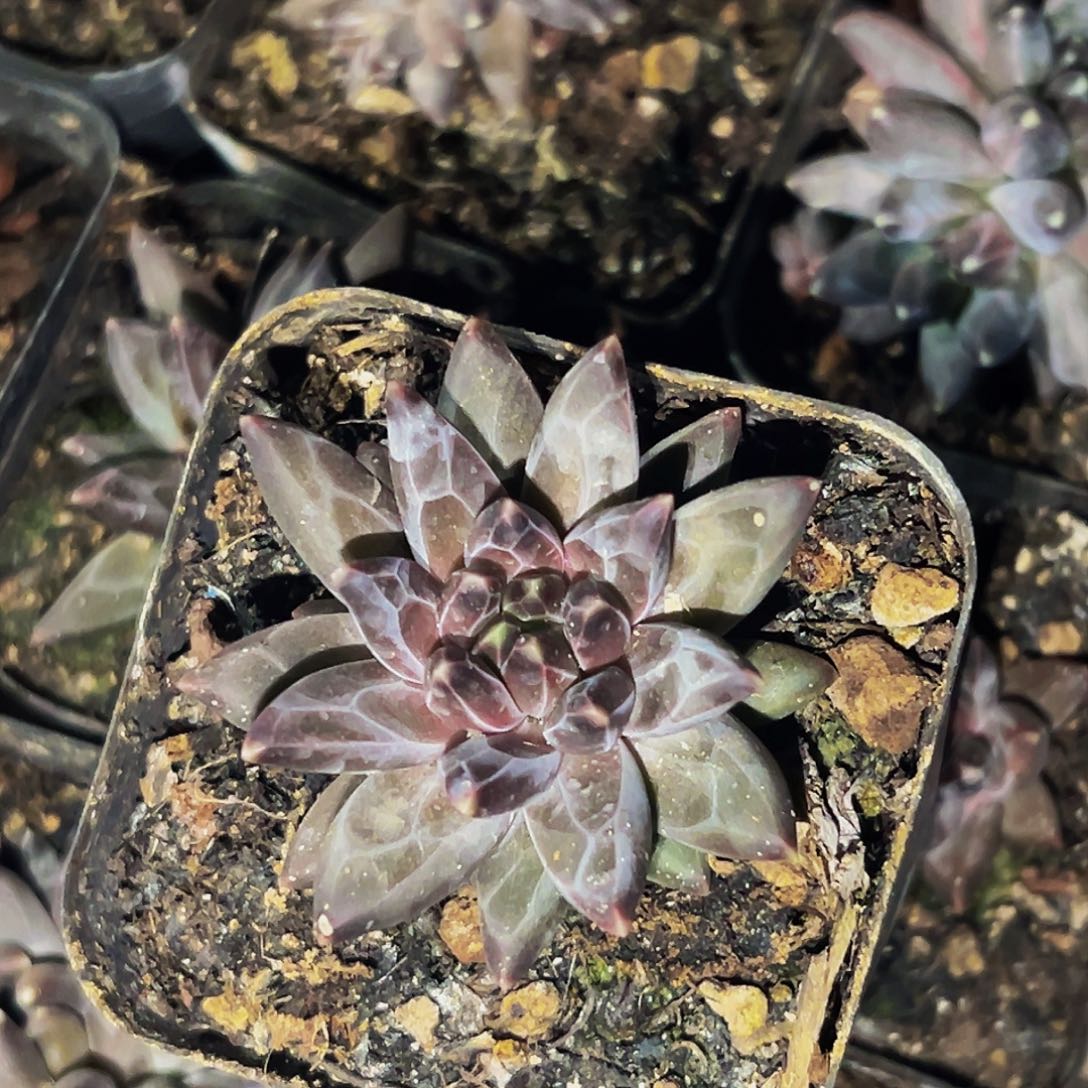 美人系列精品系列