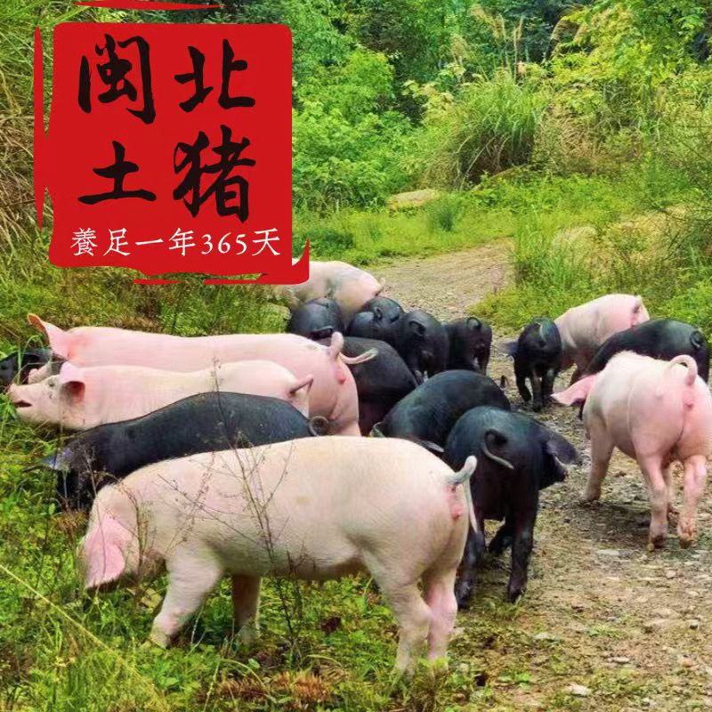 【南平土猪肉】福建南平家乡农家现杀土猪肉顺丰包邮