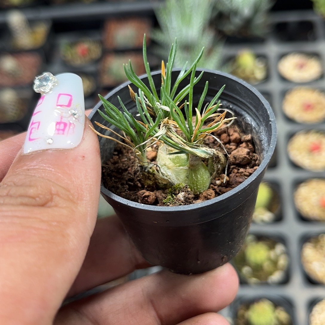 迷你海葱群生单头发货