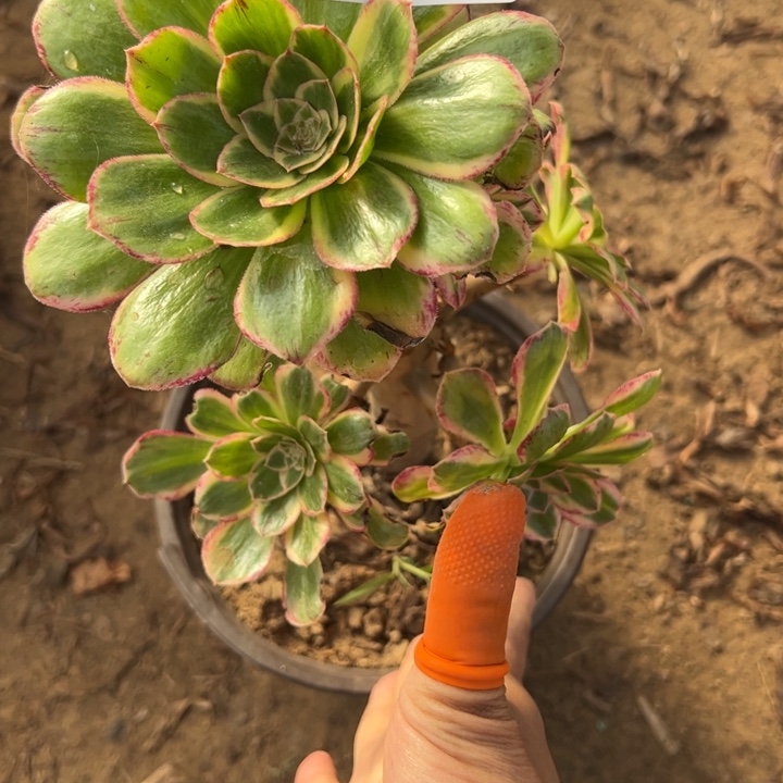 过***云9468v锦多肉植物法师