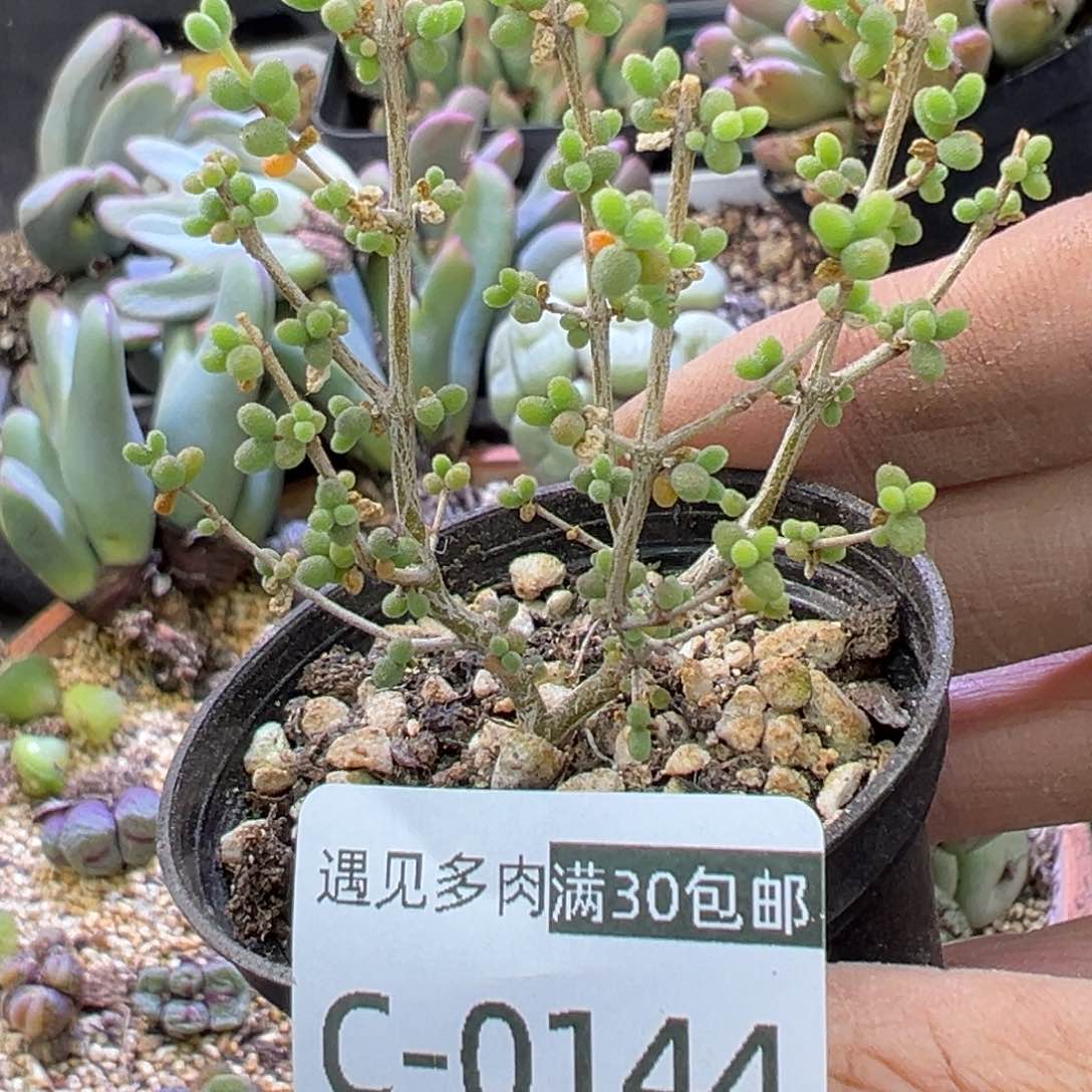 多肉植物1111111111111111