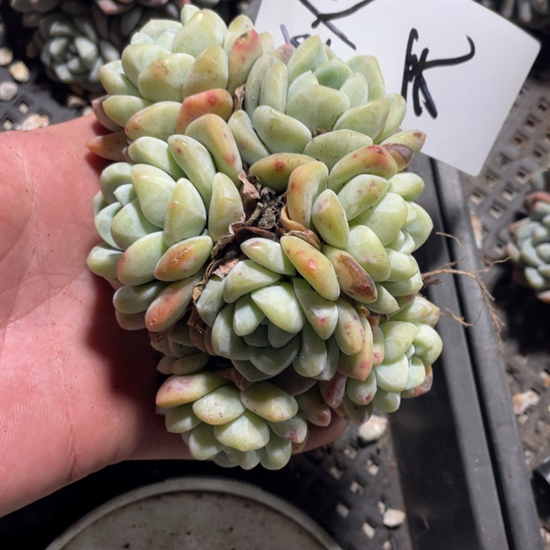 秋天专拍冰玉群生多头