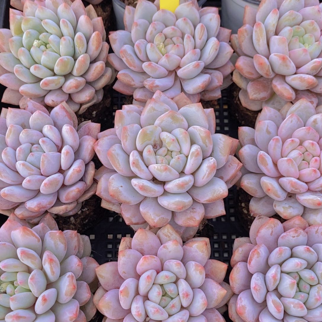 1205-07-大母本奶油半夏单头一个