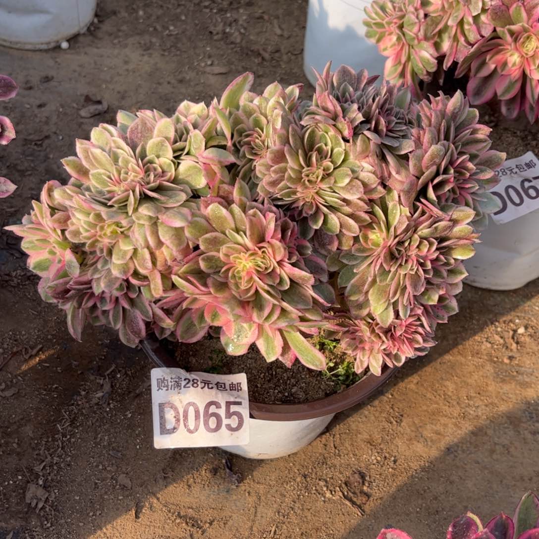 065多肉植物倾城缀化