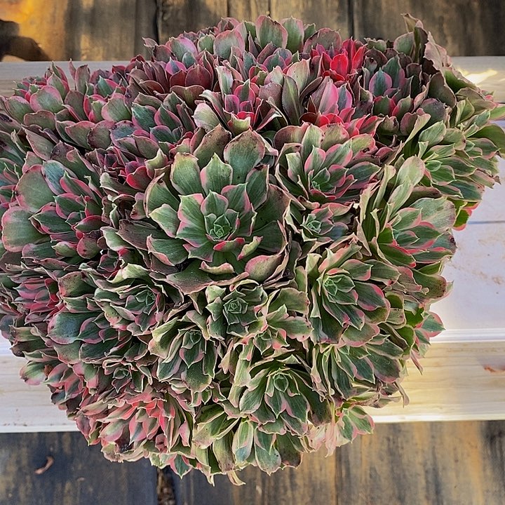 青丝法师手捧花1111