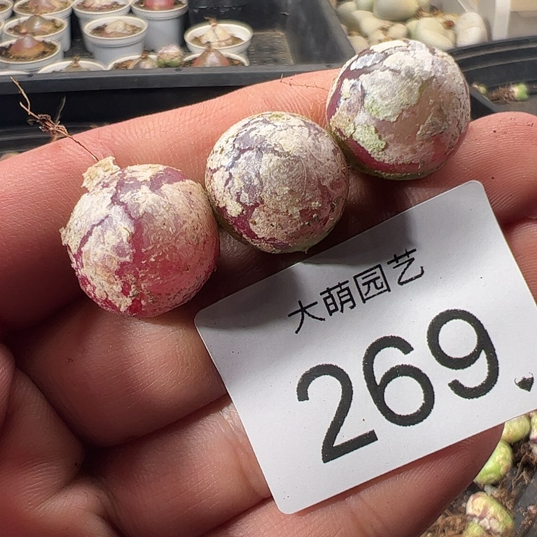 一物一拍。       269