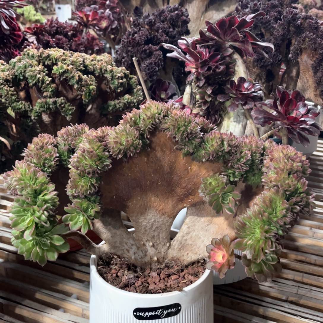 海王整版精品福利活动