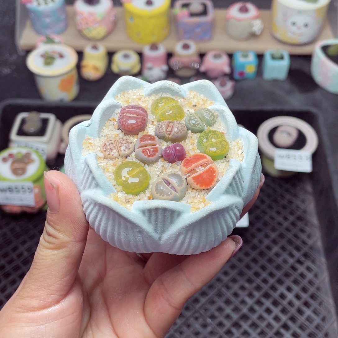 w8563 带盆土发货-零下地区拍保温箱