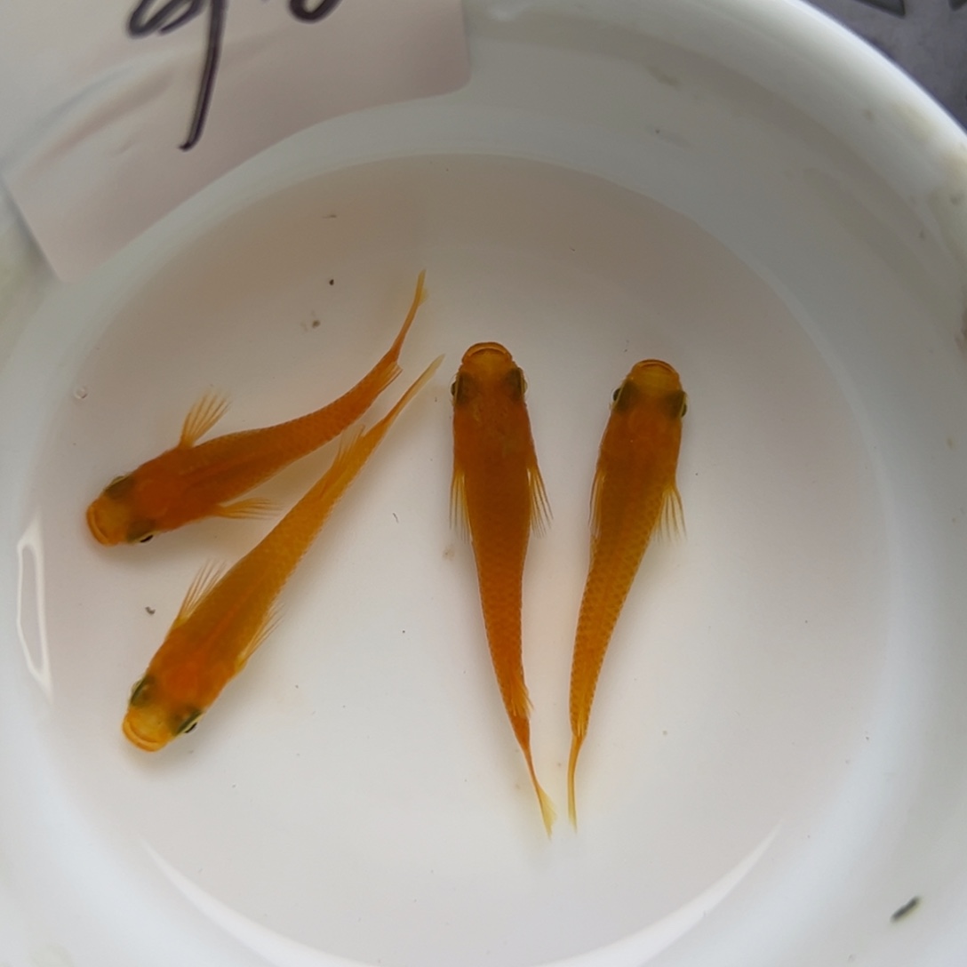 青鳉鱼90。       