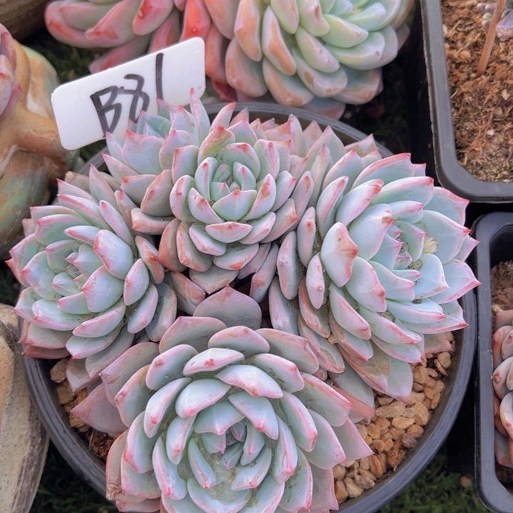 健健康康平平安安