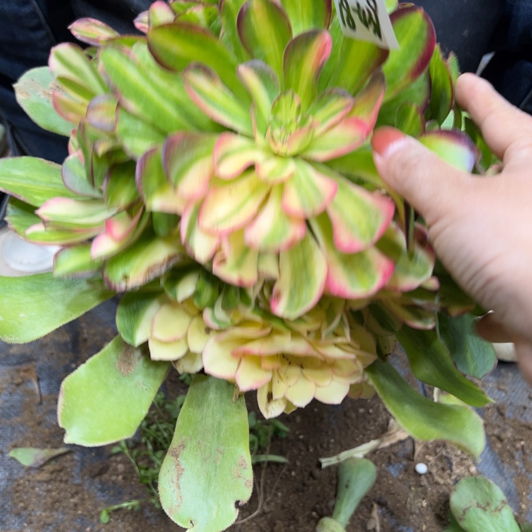 439流星雨多肉植物紫