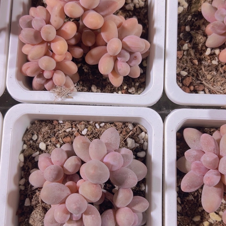 桃花奶精品多肉植物大战