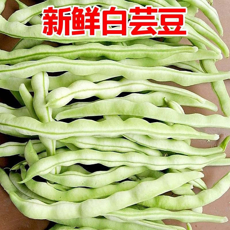 四季豆白不老芸豆角白大架应季新鲜蔬菜现摘现发
