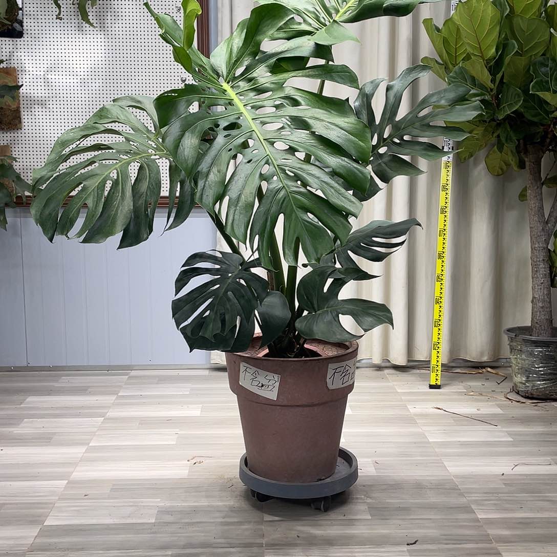 龟背竹的故事在这里