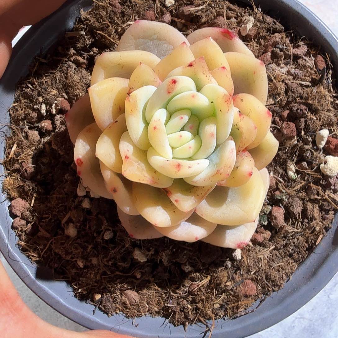 梦露宽锦  锦上园艺一物一拍