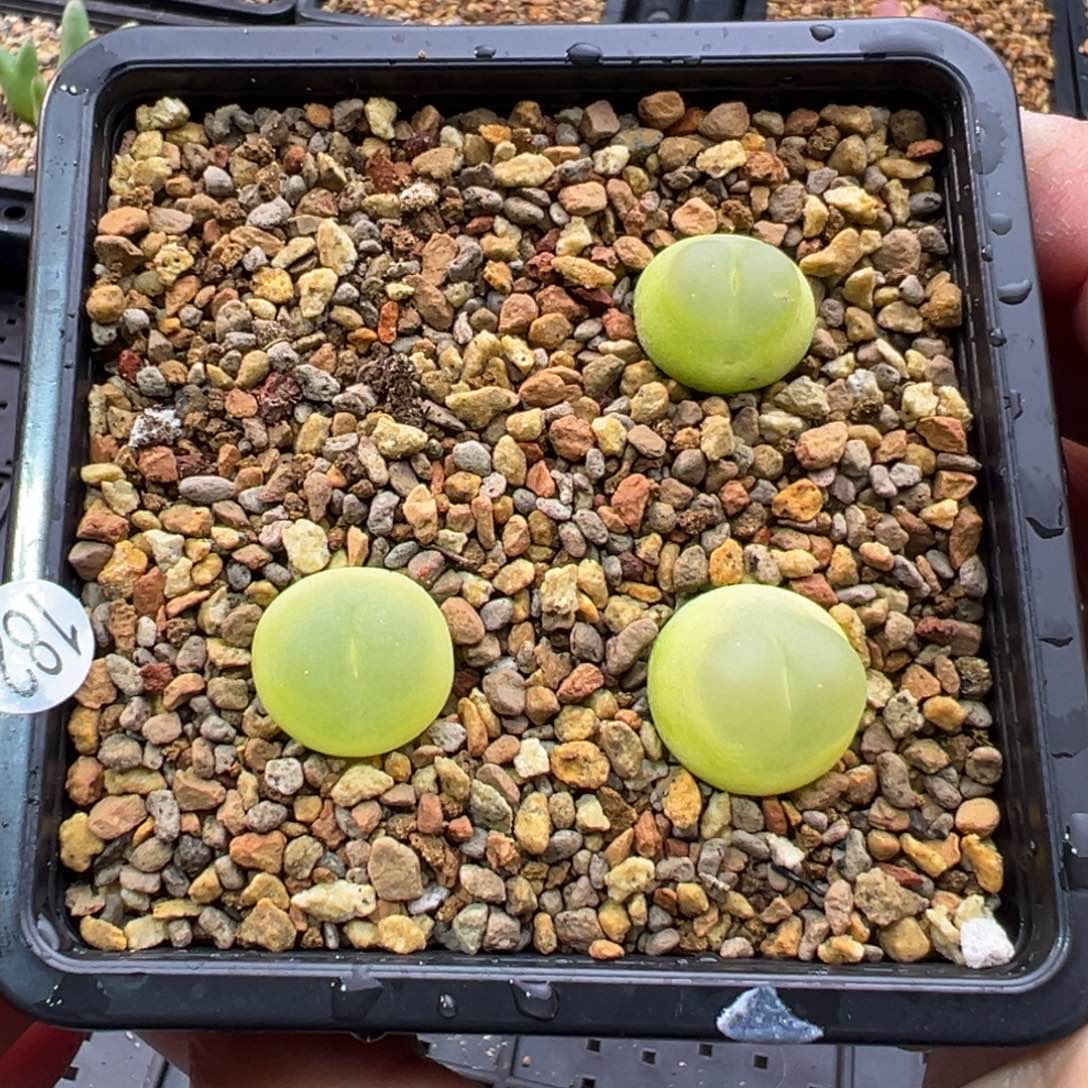 182  单头拉登三棵一组特