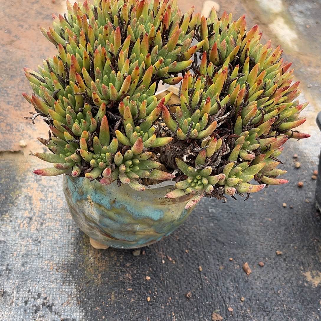 小鹿多肉一物一拍