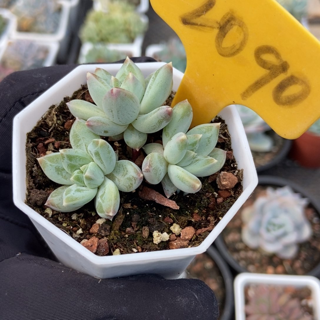 2090伊丽莎白duopoly is the多肉