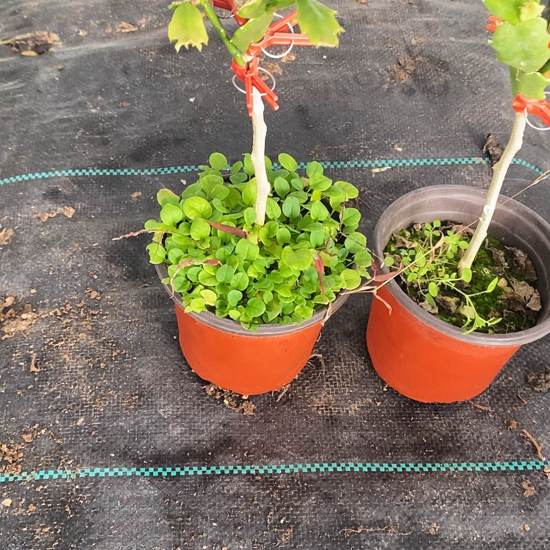 ╰***児完全开放福利款粉丝